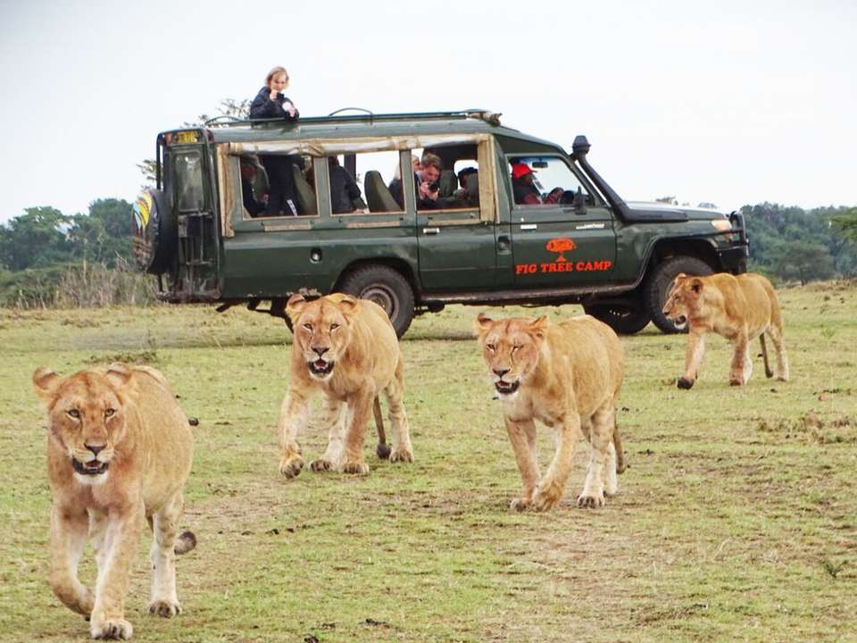 Kenya Wildlife Week - 7 days - On The Go Tours - Kenya - Image 2