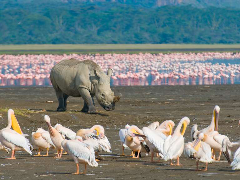 Kenya Wildlife Wonders - 9 days - 9 days