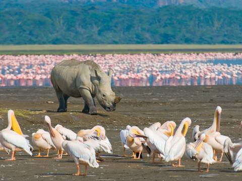 Kenya Wildlife Wonders - 9 Days - 9 Days