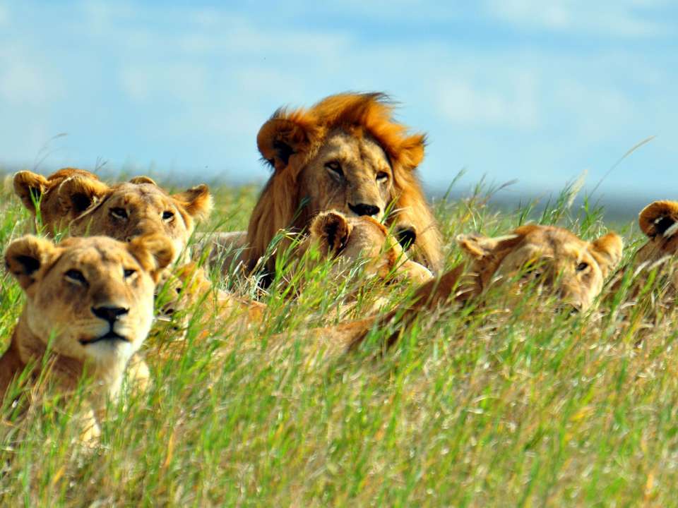 Kenya Wildlife Wonders - 9 days - On The Go Tours - Kenya - Image 4