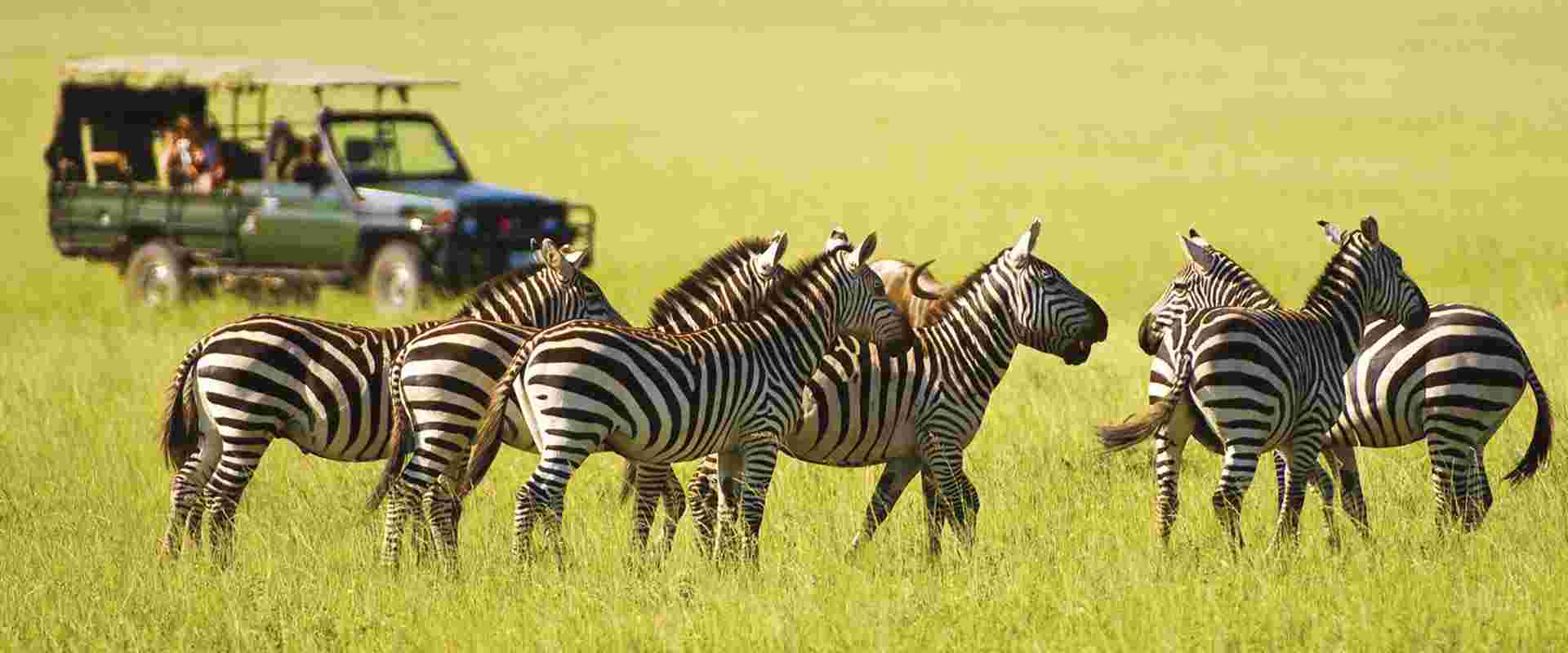 Kenyan Discovery