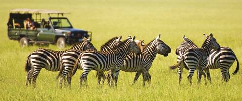 Wildlife Tour: Kenyan Discovery