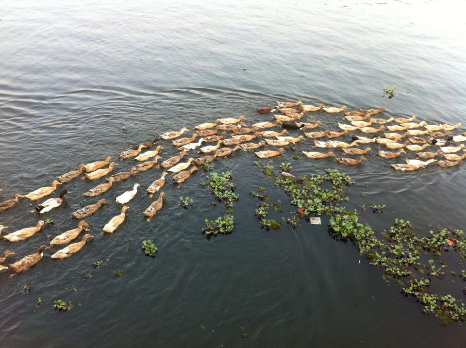 Kerala Heritage, Backwaters and Hill Country - Bamba - India - Image 4