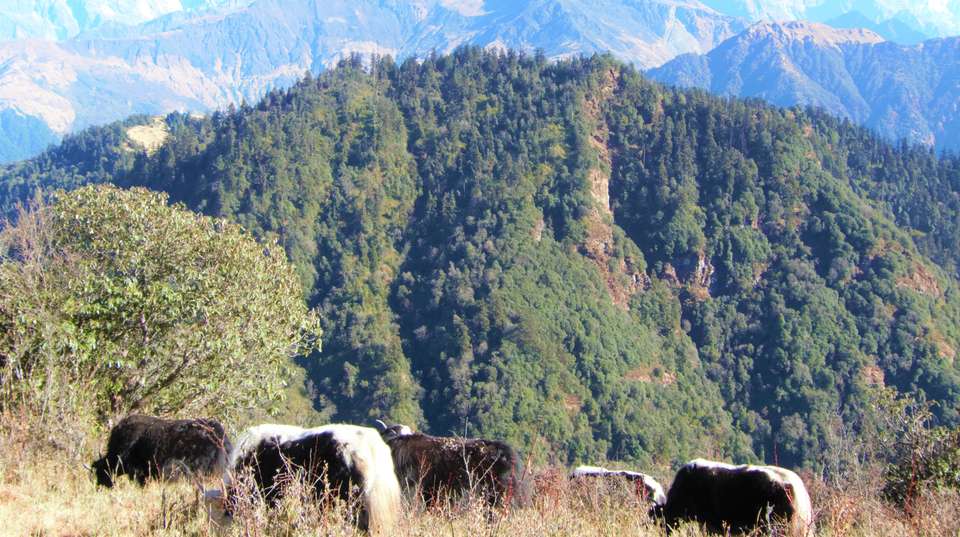 Khopra Trek - Epic Adventures Pvt. Ltd. - Nepal - Image 2