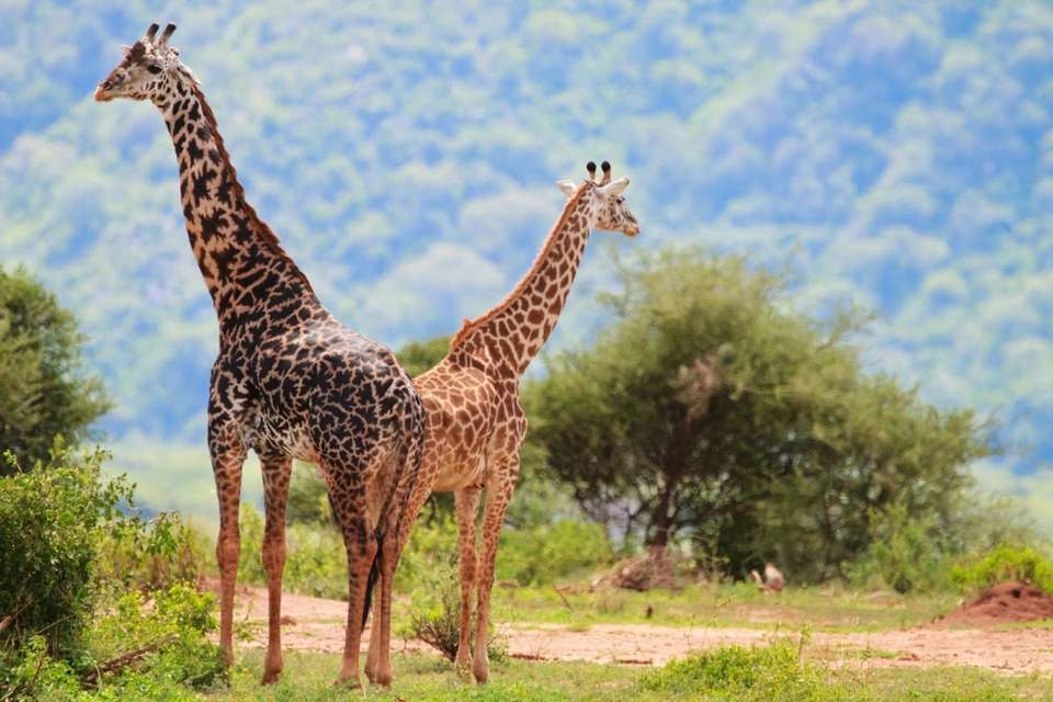 Kifaru Safari, Serena Lodges - Destination Services - Tanzania - Image 2