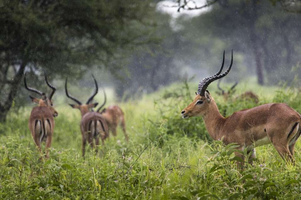 Kifaru Safari, Serena Lodges - Destination Services - Tanzania - Image 7