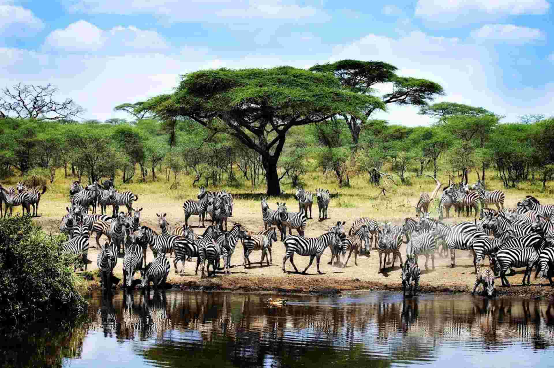 Kifaru Safari, Serena Lodges - Private Tour