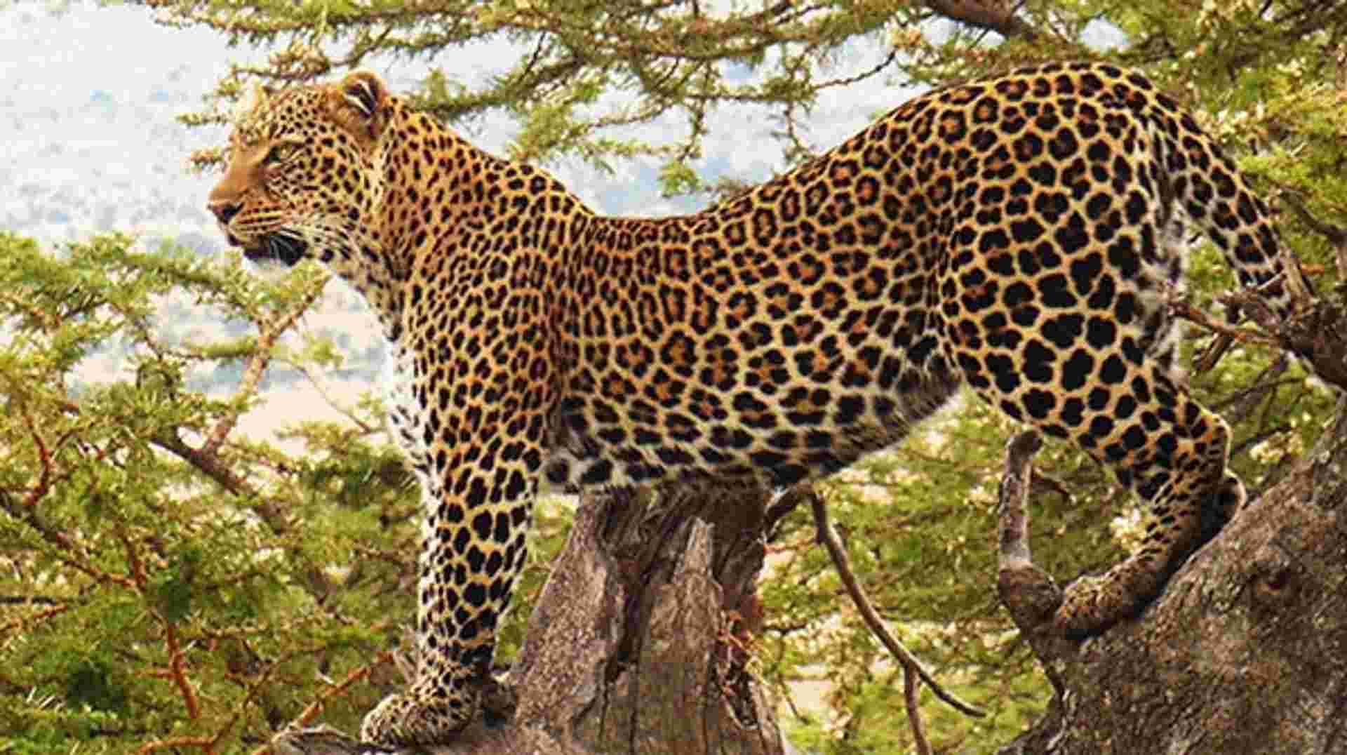 Kilimanjaro Climbing + Tarangire & Ngorongoro safari
