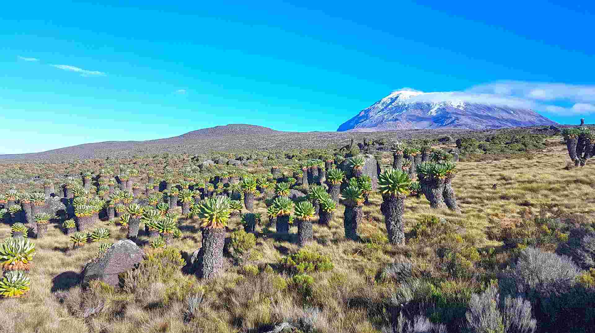 Kilimanjaro Climbing via Lemosho Route 8 Day