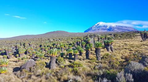 Kilimanjaro Climbing Via Lemosho Route 8 Day - April 2027