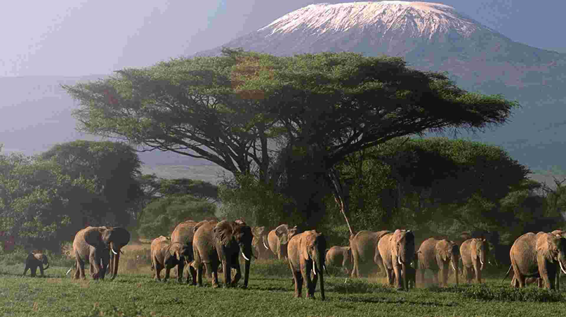 Kilimanjaro Expedition Via The Lemosho Route