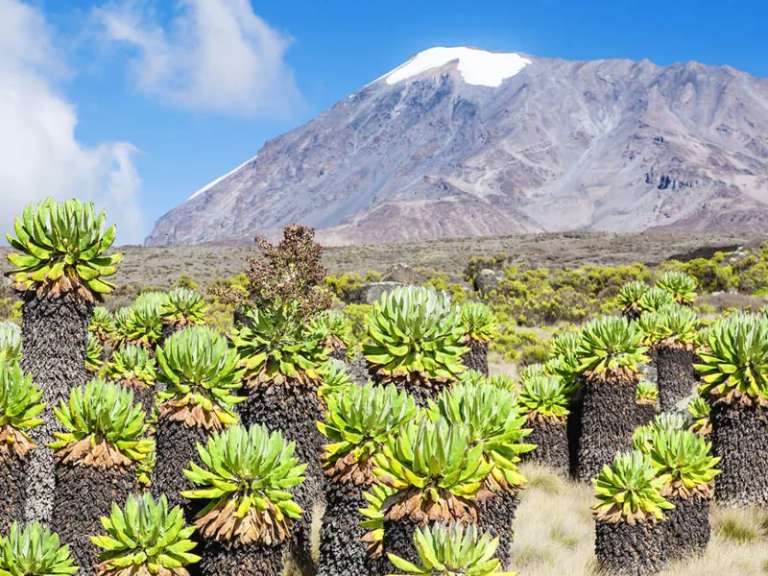 Kilimanjaro - Lemosho Trek