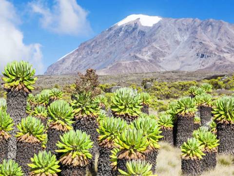 Kilimanjaro - Lemosho Trek + Safari Extension