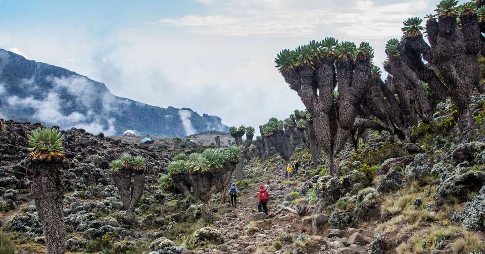 Kilimanjaro - Rongai Trek - Explore - Tanzania - Image 8