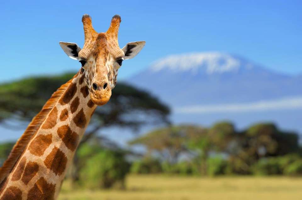 Kilimanjaro To Mombasa - Destination Services - Kenya
