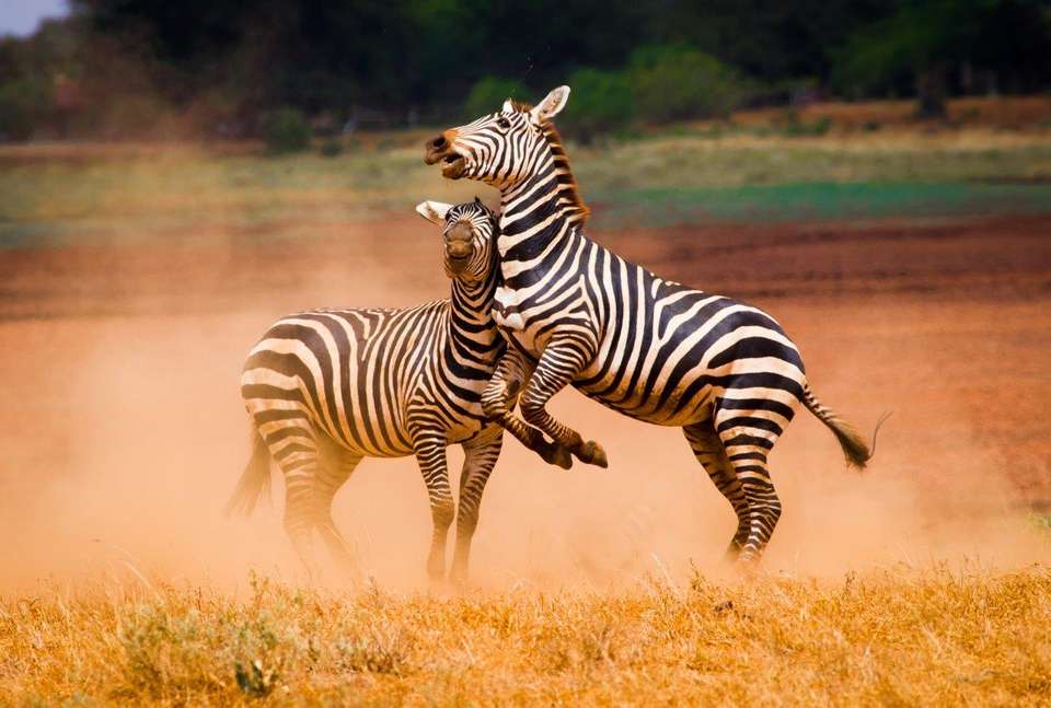 Kilimanjaro To Mombasa, Private Tour - Destination Services - Kenya - Image 4