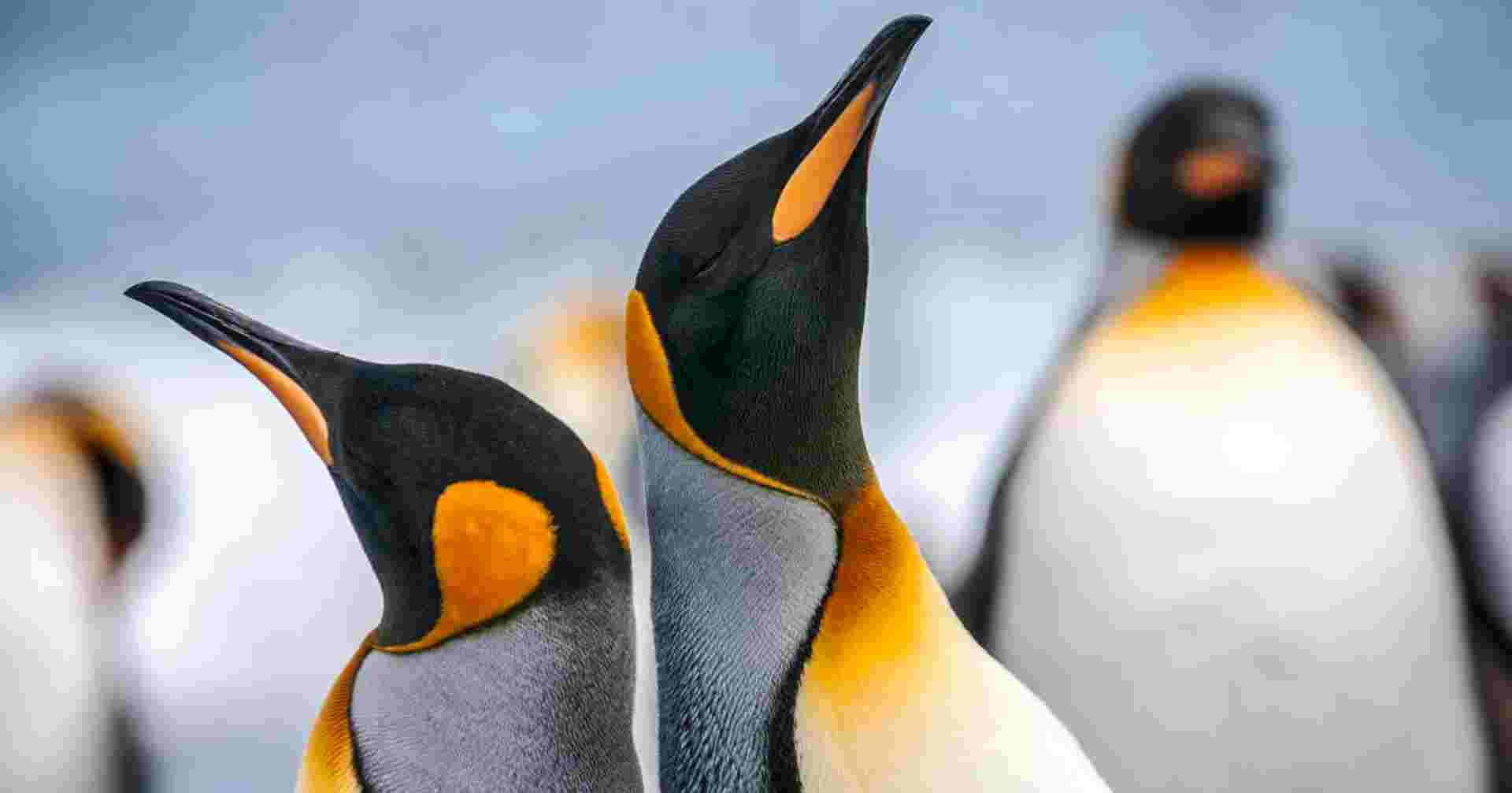 King Penguins of the Falklands and South Georgia - Expedition
