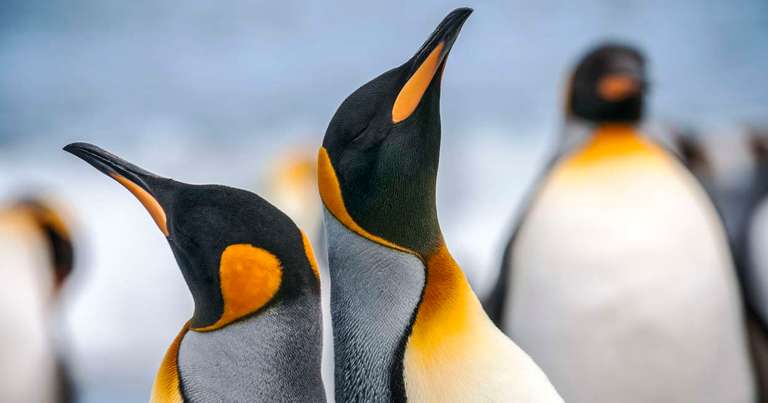 King Penguins of the Falklands and South Georgia - Expedition trip - alternative tour available