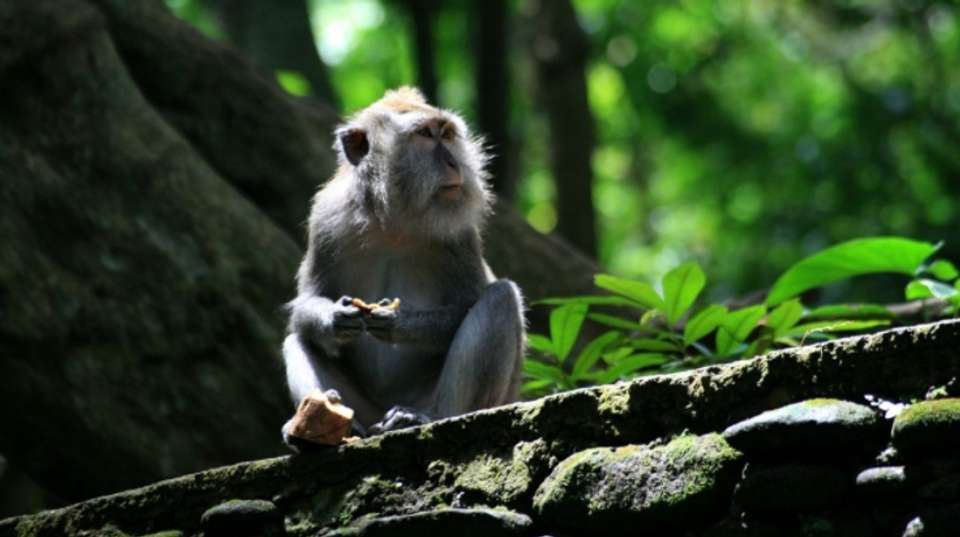 Kintamani Explorer - Full Day Private Tour - The Seven Holiday - Indonesia - Image 5