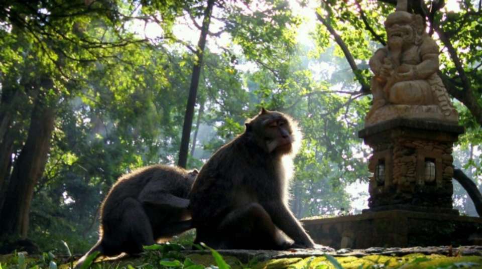 Kintamani Explorer - Full Day Private Tour - The Seven Holiday - Indonesia - Image 6