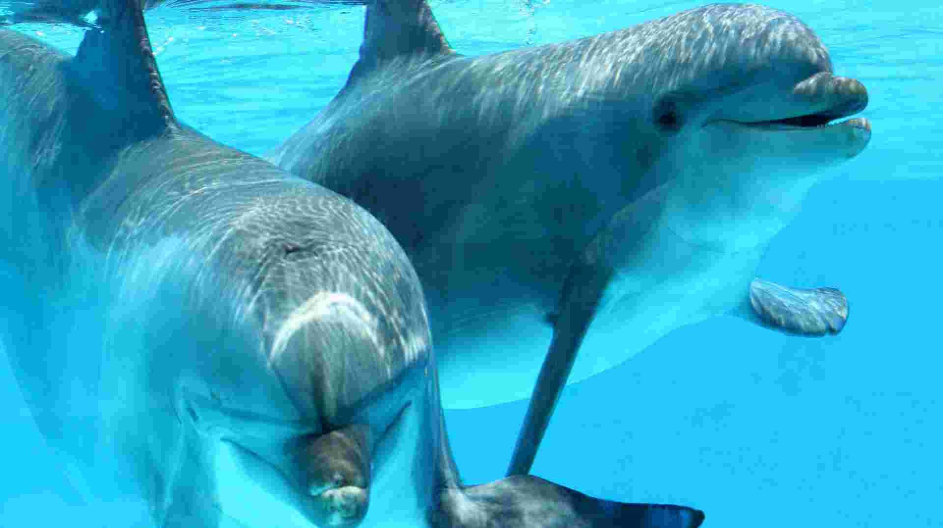 Kizimkazi Dolphin Tour