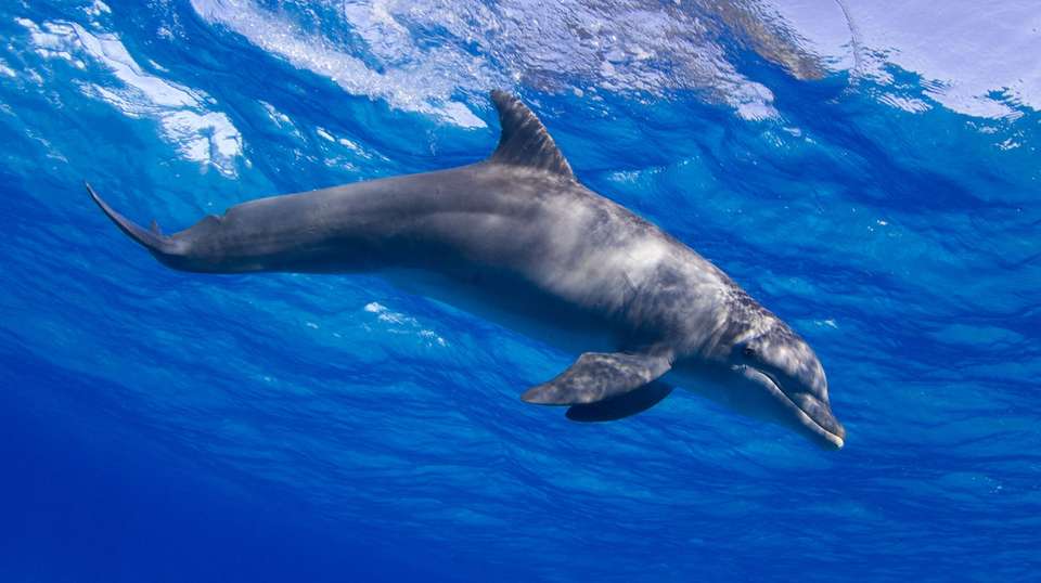 Kizimkazi Dolphin Tour - Zanzibar Tours & Travel - Tanzania - Image 2
