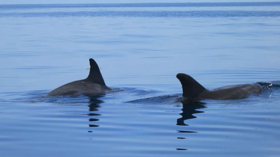 Kizimkazi Dolphin Tour - Zanzibar Tours & Travel - Tanzania - Image 4