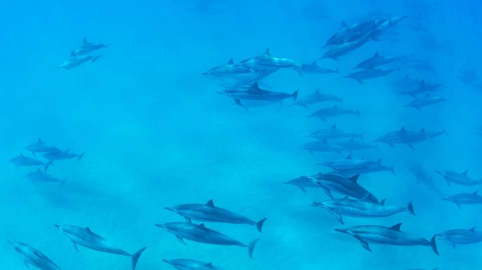 Kizimkazi Dolphin Tour - Zanzibar Tours & Travel - Tanzania - Image 5