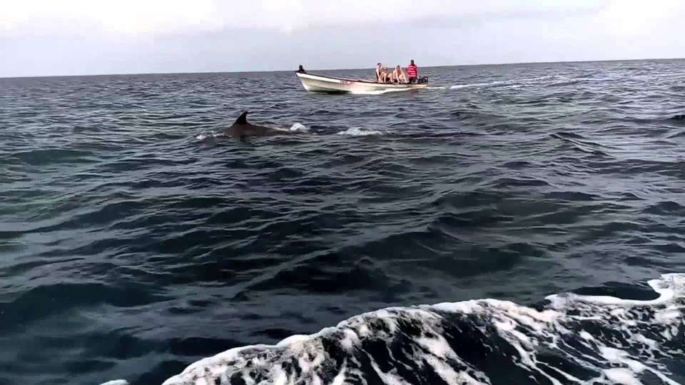 Kizimkazi Dolphin Tour - Zanzibar Tours & Travel - Tanzania - Image 6