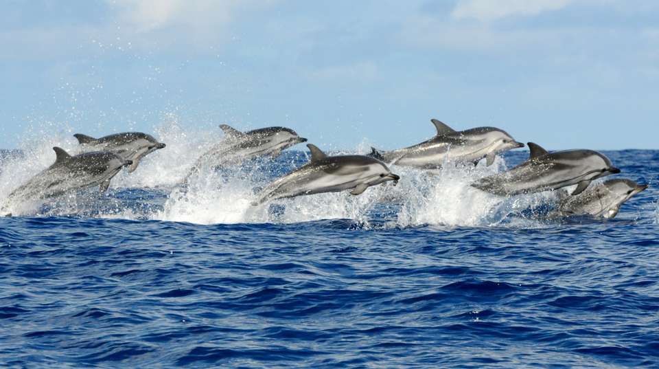 Kizimkazi Dolphin Tour - Zanzibar Tours & Travel - Tanzania - Image 7