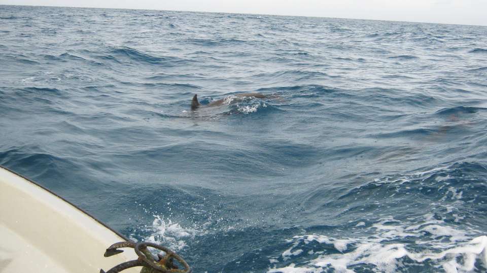 Kizimkazi Dolphin Tour - Zanzibar Tours & Travel - Tanzania - Image 8