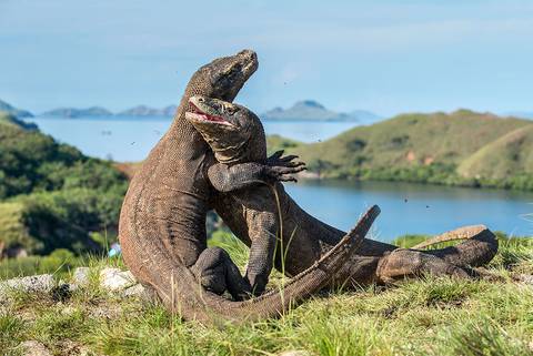 Indonesia Guided And Escorted Tours: Komodo & Flores Adventure