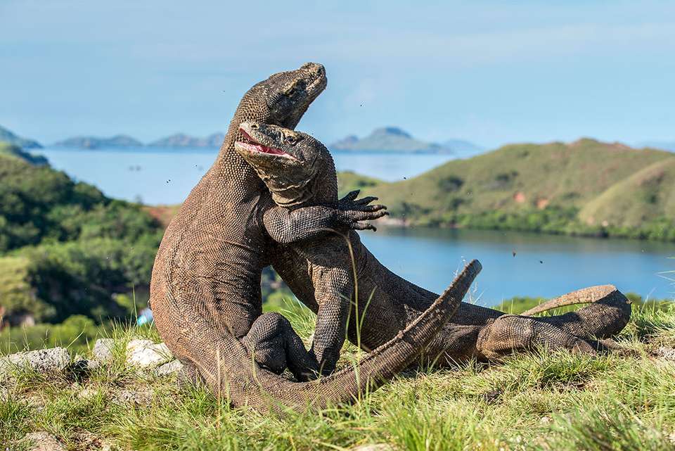 Komodo & Flores Adventure - Intrepid Travel - Indonesia - Image 1