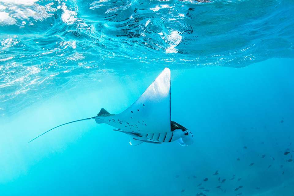 Komodo & Flores Adventure - Intrepid Travel - Indonesia - Image 5