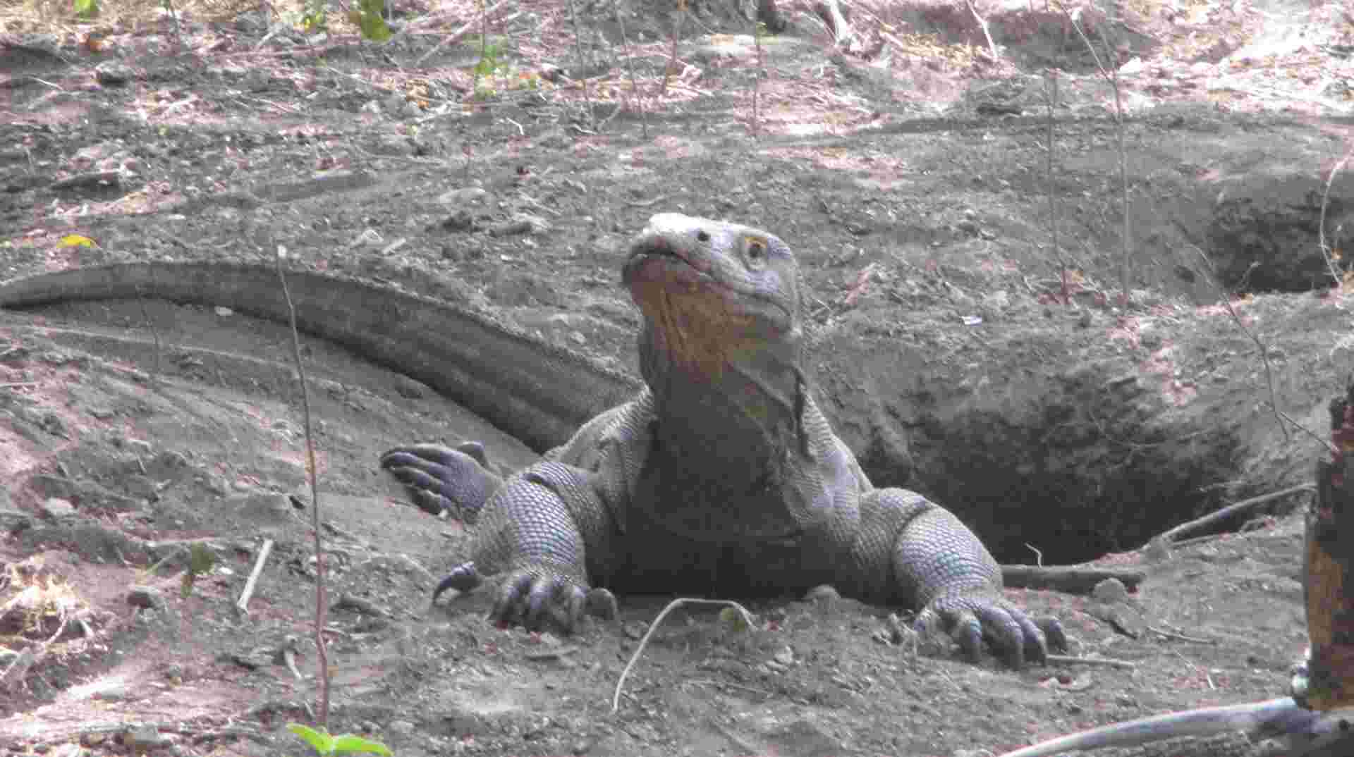 Komodo Wildlife Sea and Safari Tour
