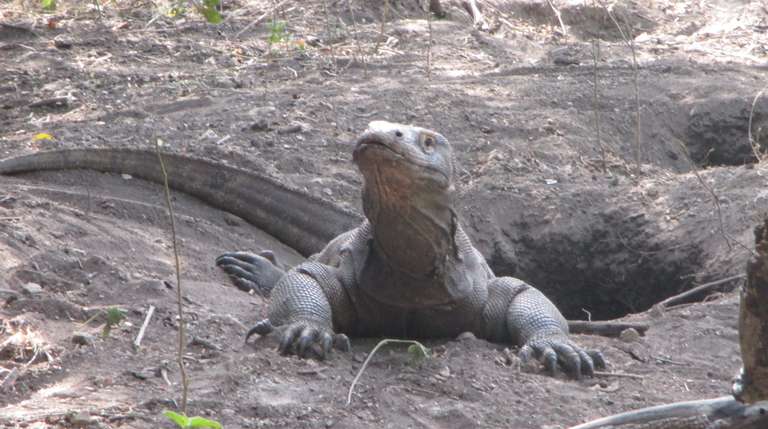 Komodo Wildlife Sea and Safari Tour