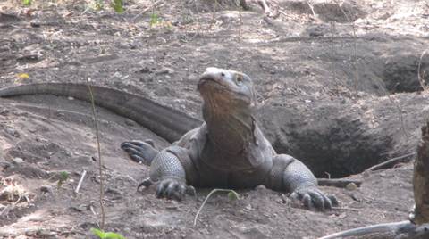Indonesia Solo Trips: Komodo Wildlife Sea And Safari Tour