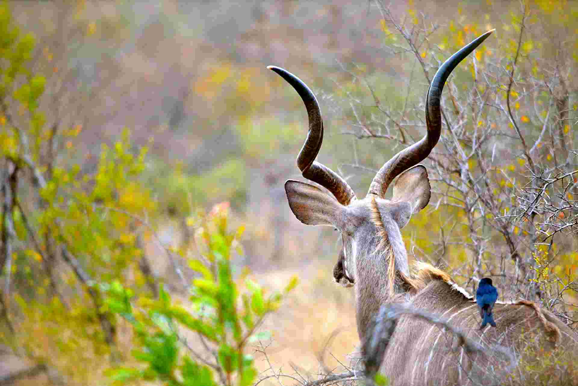 Kruger & Cape Town Short Break by Plane