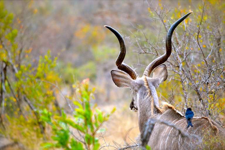 Kruger & Cape Town Short Break by Plane - 11 days