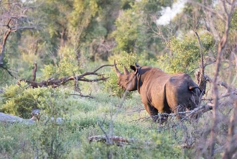Africa Wildlife Safaris And Game Drives Tour: Kruger & Coast
