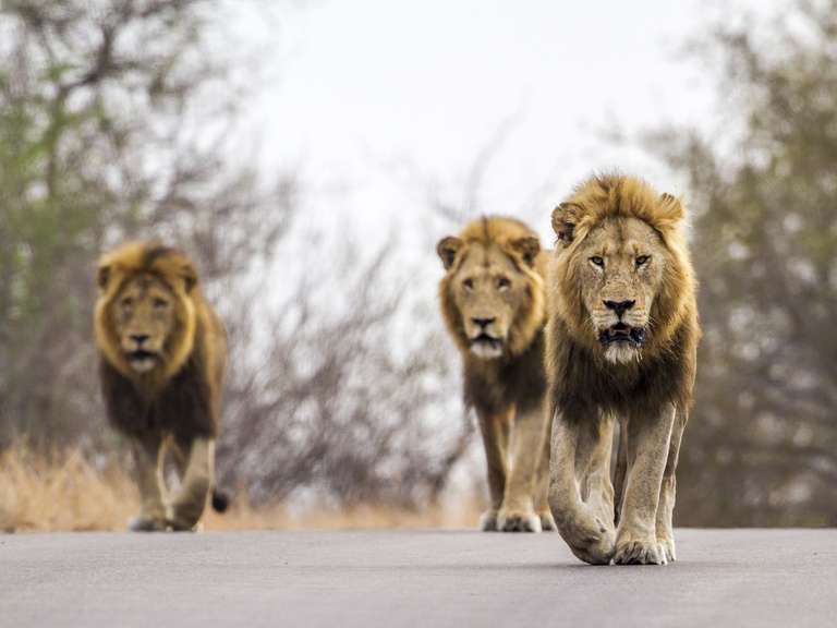 Kruger & Matobo Rhino Encounter - 7 Days trip - alternative tour available