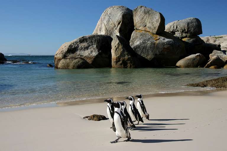 Johannesburg Road Tour: Kruger, Coast & Cape
