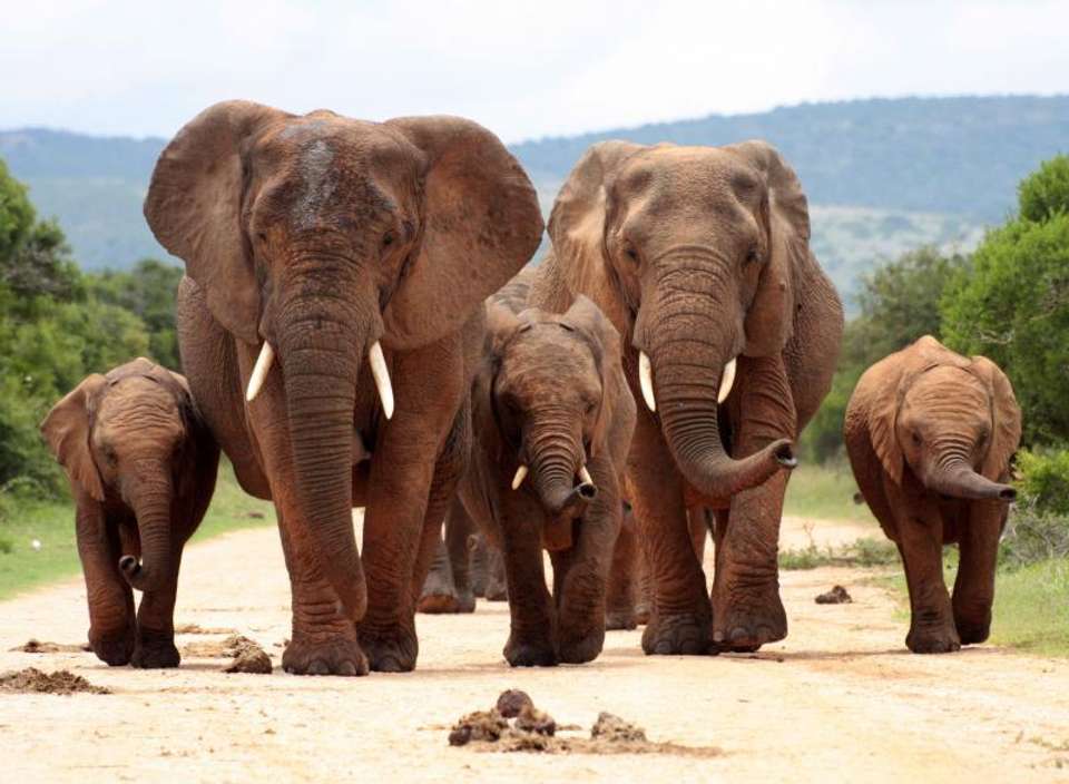 Kruger, eSwatini & Lesotho - Encounters Travel - South Africa - Image 5