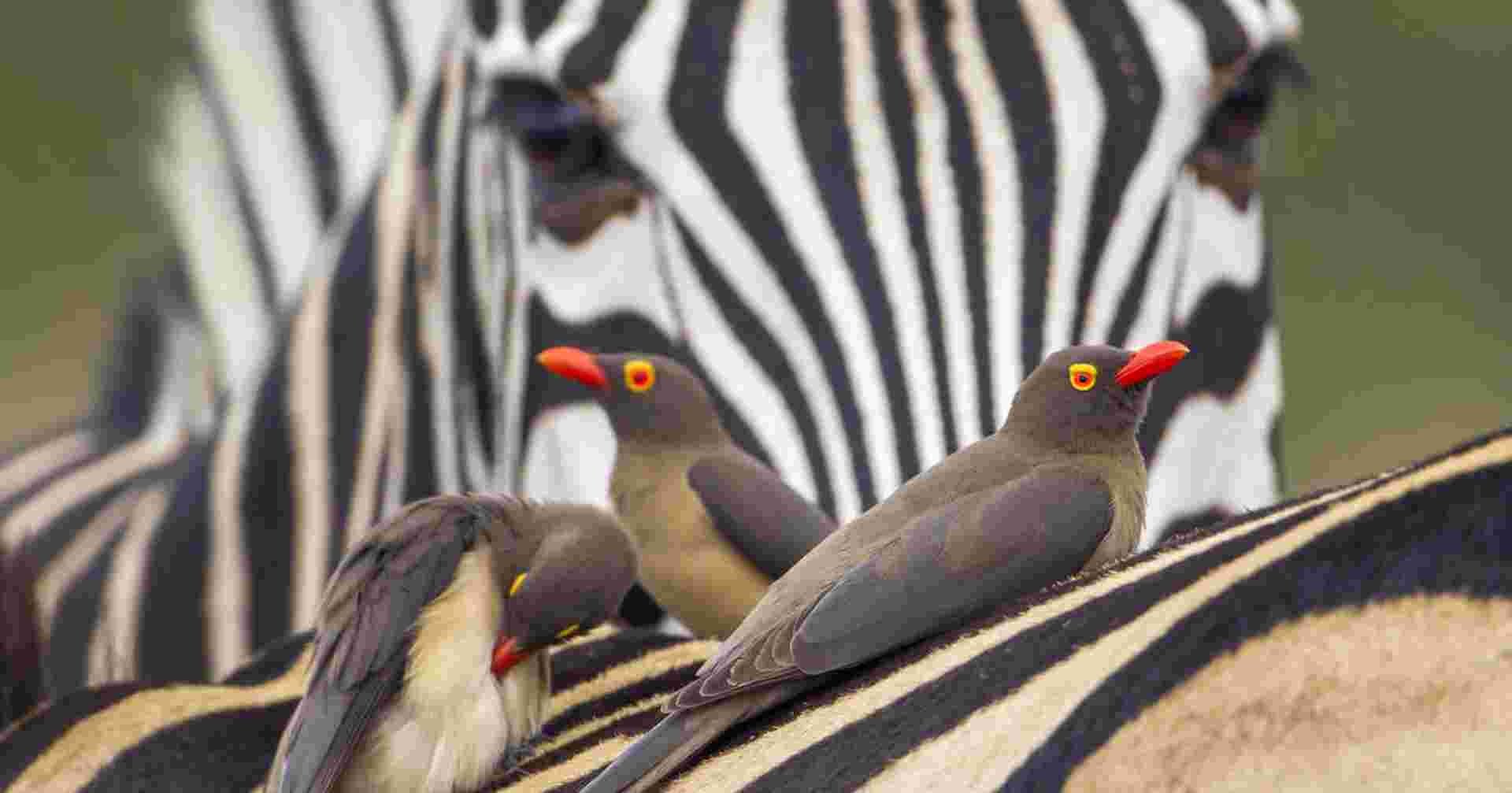 Kruger, Eswatini and South Africa's Garden Route