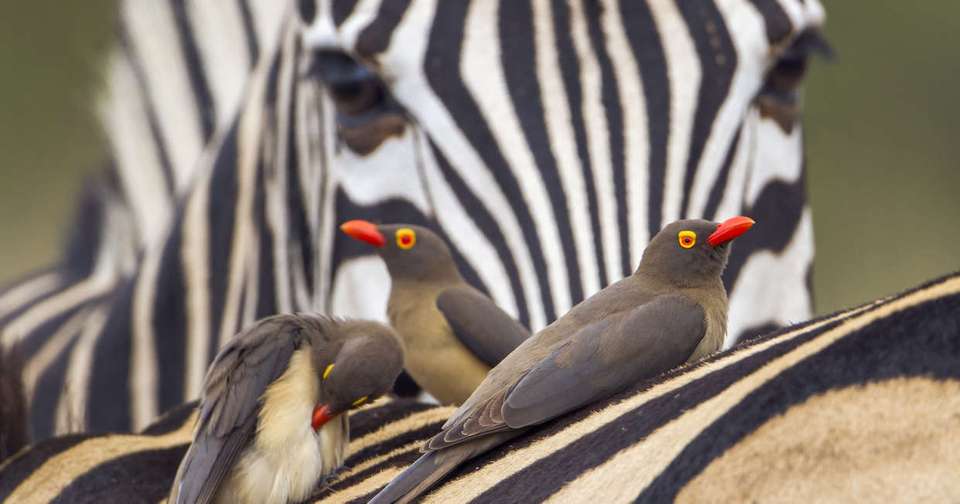 Kruger, Eswatini and South Africa's Garden Route - Explore - South Africa - Image 1