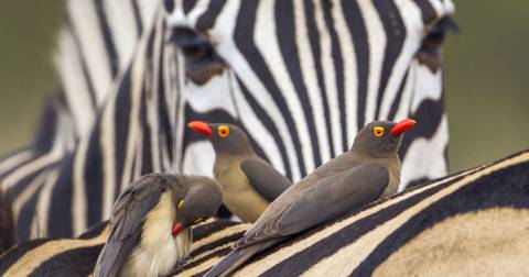 Kruger, Eswatini And South Africa's Garden Route - August 2026