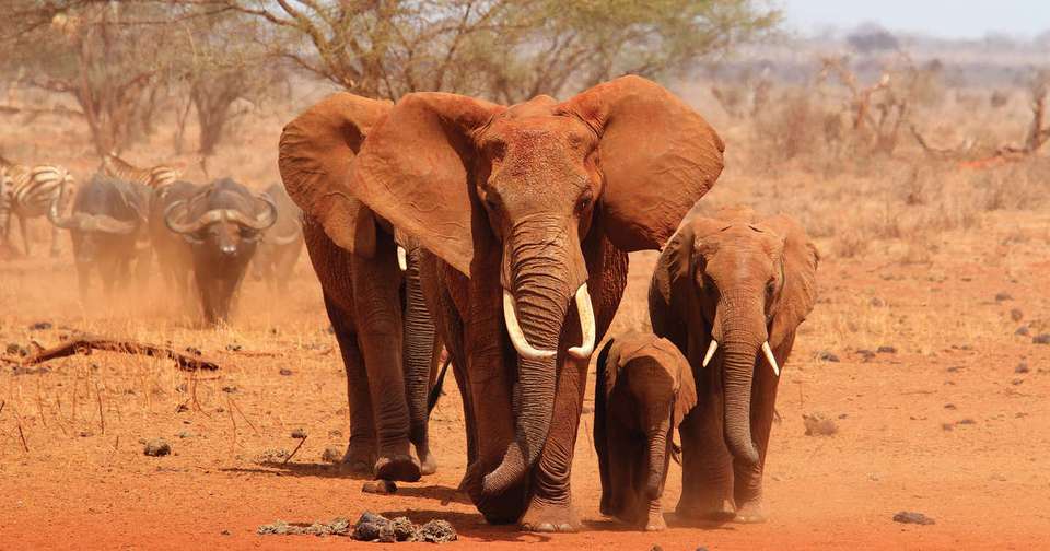 Kruger, Eswatini and South Africa's Garden Route - Explore - South Africa - Image 19