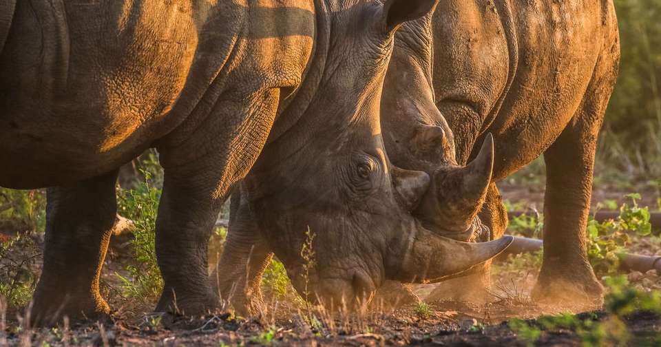 Kruger, Eswatini and South Africa's Garden Route - Explore - South Africa - Image 17