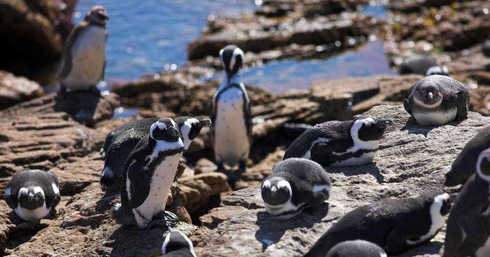 Kruger, Eswatini and South Africa's Garden Route - Explore - South Africa - Image 16