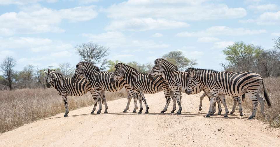 Kruger, Eswatini and South Africa's Garden Route - Explore - South Africa - Image 5